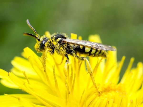 Insektensterben: Sommer ohne Summen?